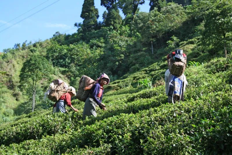 Te Darjeeling
